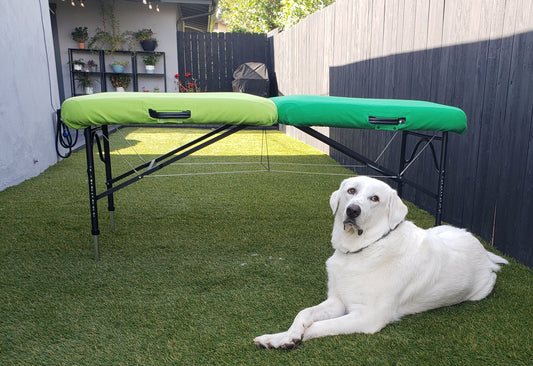 A sassy white dog gives side eye to the camera in front of a massage table with two different colored table covers that snugly fit the table.